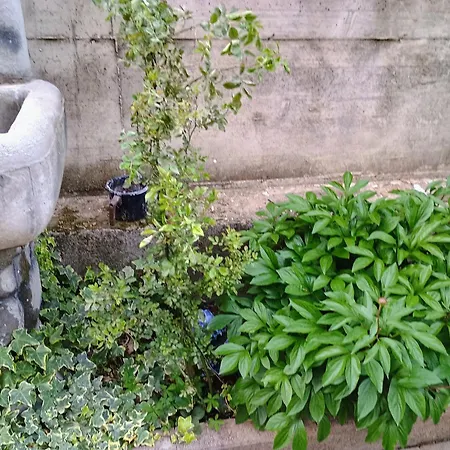 Lucky Star - Free Parking *