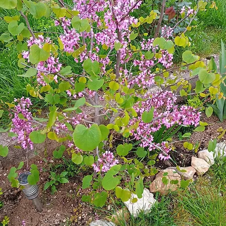 Lucky Star - Free Parking