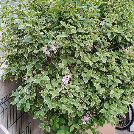 Apartamento Lucky Star - Free Parking Rijeka